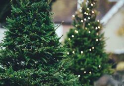 annie-spratt-pc00EDmxodI-unsplash (1)