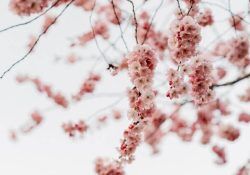 cate-brodersen-aOQtTJhP7Ow-unsplash (1)