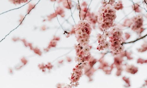 cate-brodersen-aOQtTJhP7Ow-unsplash (1)