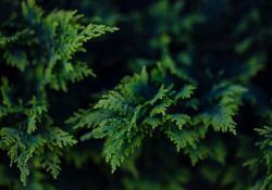 ehsan-ahmadnejad-ZcygGKMMqo4-unsplash (1)