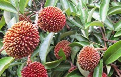 fp_pulasan-470x470