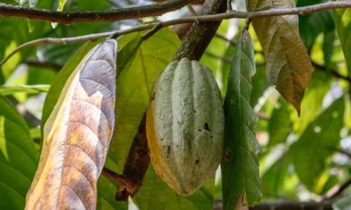 johan-mouchet-ZJZENwmWCE4-unsplash (1)