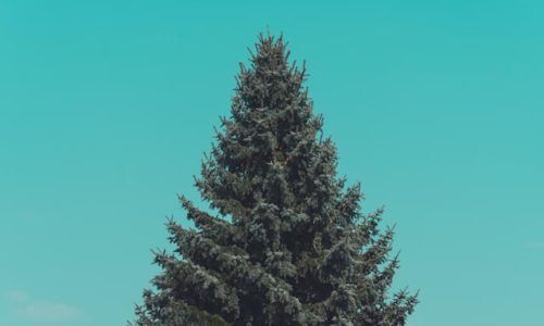 manuel-will-PHWf-l5cVXQ-unsplash (1)