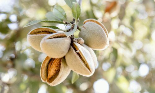 marcia-cripps-bXj13sqsgrM-unsplash (1)