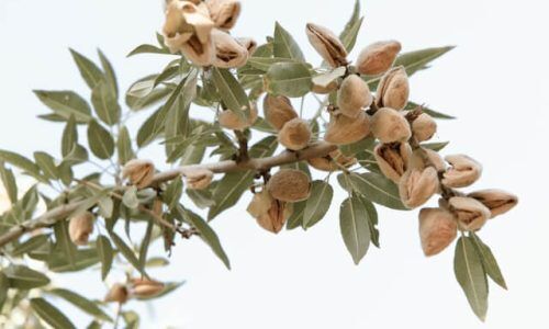 marcia-cripps-reRvcyLJKGg-unsplash (1)