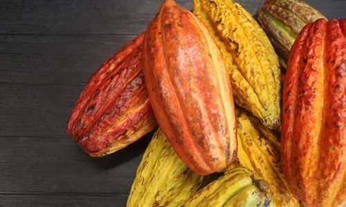 sara-gomes-6XVJsOLL5mc-unsplash (1)