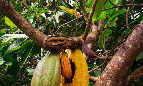 tope-a-asokere-1P-6-hw06bA-unsplash (1)