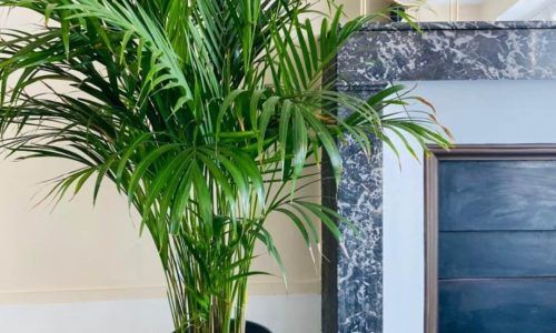 119041210_2663812570598982_8873903032510069422_n (1)