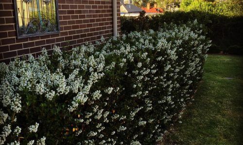 12346282_1653026154951526_1780276049_n (1)