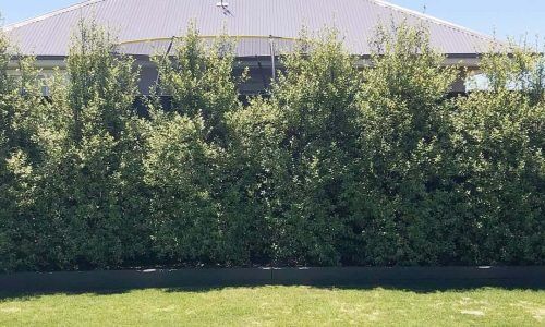 125088139_727815561466250_7021265105365219383_n (1)