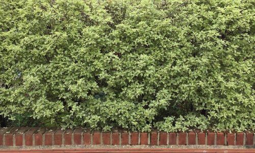 13267326_769531789854998_1970958990_n (1)