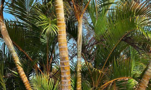 158497776_1565564043639010_4170216579131314629_n (1)