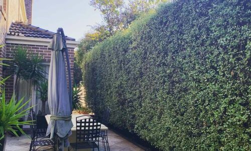 181066686_1431514190516976_3281252052475220245_n (1)