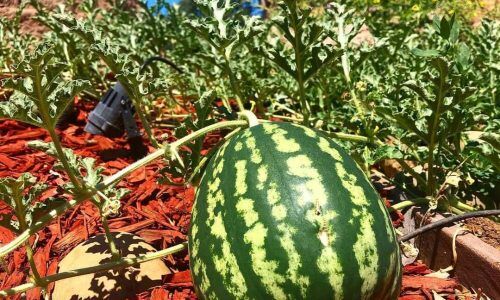 211272158_127495722849174_2794803342496908805_n (1)