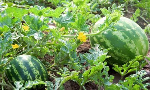 262855803_580471749690708_3775939182681329687_n (1)