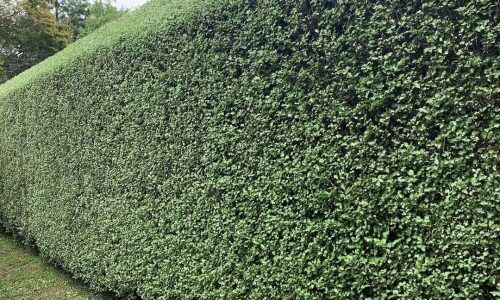 277545955_1038351460092337_6308384064896959199_n (1)