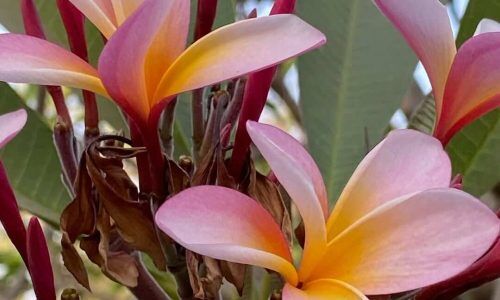 325597138_895704558284727_2542195011938295461_n (1)