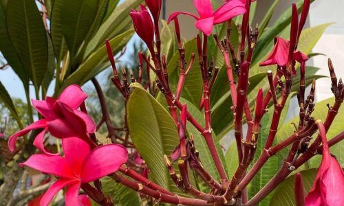 325600183_504557075158714_5965396015090160739_n (1)