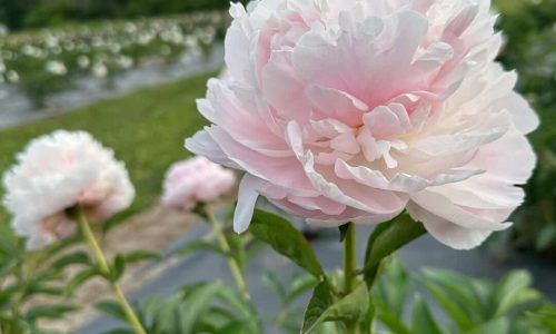 447780051_491533976777814_1161381868274508416_n (1)