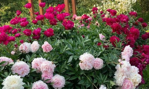 454638674_1241225707008149_9095189342486008958_n (1)