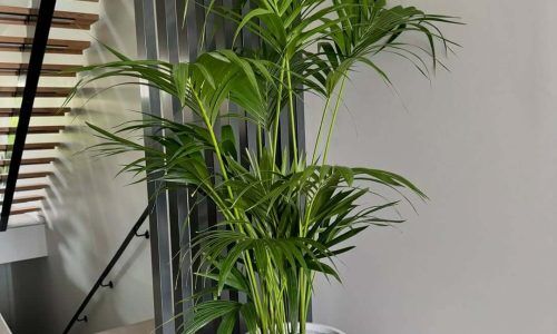 462674630_18033454751224206_9135593698389006080_n (1)