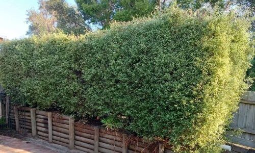 463105927_8423833611026417_1171276941629160221_n