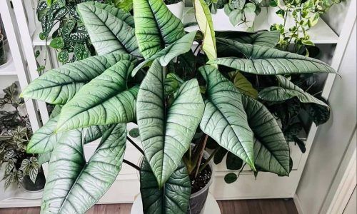 463166611_522644280552467_1305746251490460168_n (1)