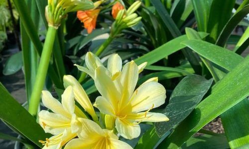 468008999_18264122758251931_5554812442916097076_n (1)