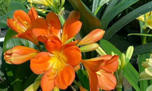 468045311_18264122647251931_3157224509571467202_n (1)