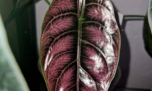 468628515_1981846368999711_1076831557651953984_n (1)