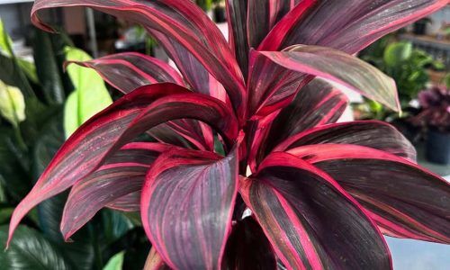 469720215_460078160468466_4535537793000998038_n (1)