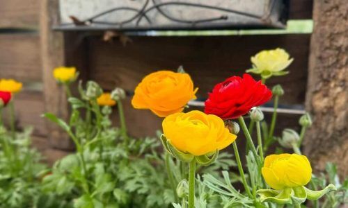 469812507_18364708486189721_7199135057160629447_n (1)