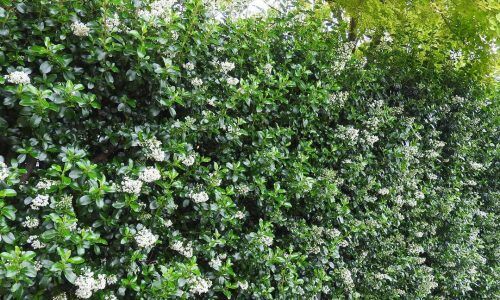 46990118_509109996267569_6117641774184186181_n (1)