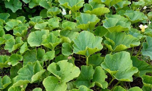 471777404_964443492286851_2110699688437728751_n (1)