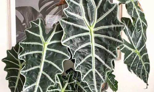 472225057_1107766413890297_6071003654996792146_n