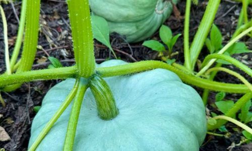 473324351_1305981563934282_7357700101820635269_n (1)