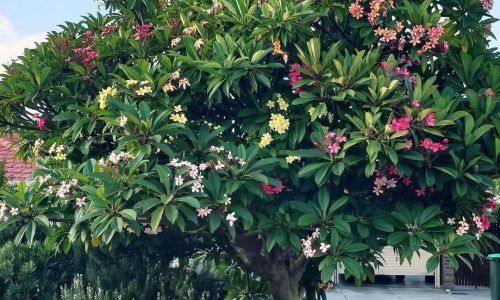 483602382_18056958986510847_395446262051714923_n (1)