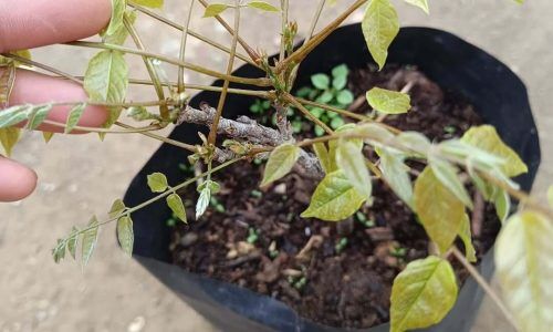 485177647_18014309201701100_8086596852297201472_n