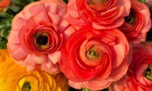 485733407_18398666287100460_8153682107188833855_n (1)