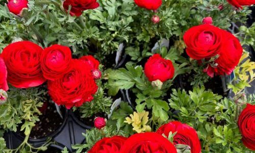 486041933_18398666266100460_8872471312589977568_n (1)