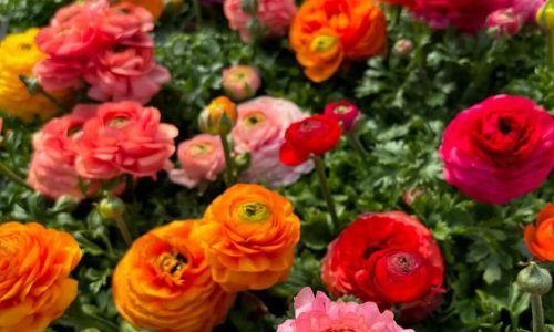 486326203_18398666239100460_1112400159407037005_n (1)