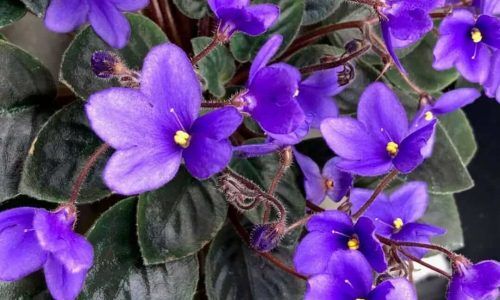 487086259_1141699114663579_3781174807444912656_n (1)