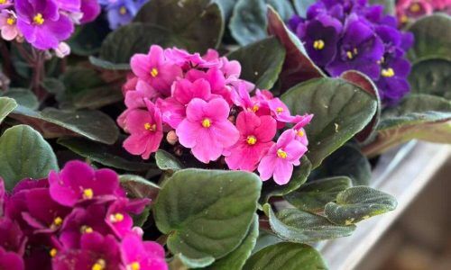 487288966_1080487267435698_4530241153323986345_n (1)