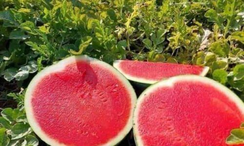 487372927_1097151539092870_6376378581397966627_n (1)