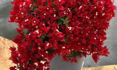 488890811_18269781010260771_8161916205380131684_n (1)