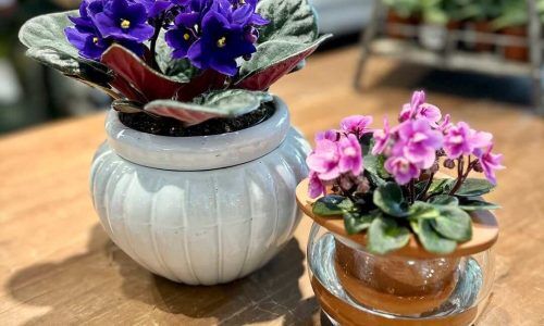 490059552_18504286660050247_3336478772882045030_n (1)