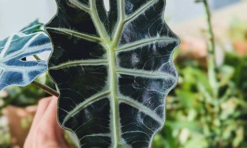 490748685_18499514491033892_1610245262414062989_n (1)