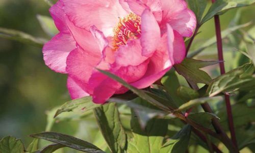 491440652_18457216588074159_5950961339922046381_n (1)