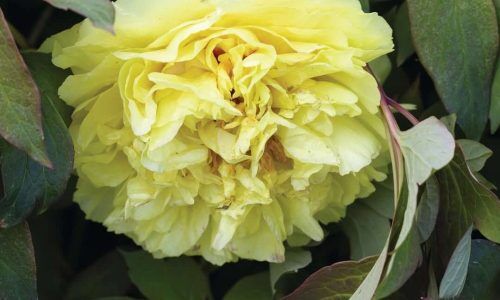 491444505_18457216702074159_274113386088538550_n (1)