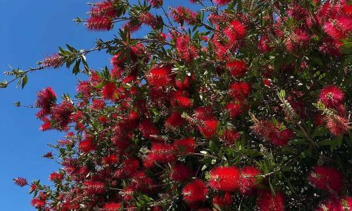 496715471_18503334475054075_2951310993728052432_n (1)